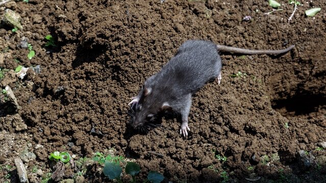 A rat scurried across the mound of earth beside the hole it had just dug outdoors.