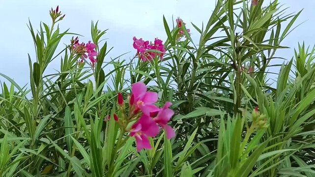 Vibrant pink oleander flowers blooming brightly on a green shrub gently swaying in the summer breeze against a clear sky