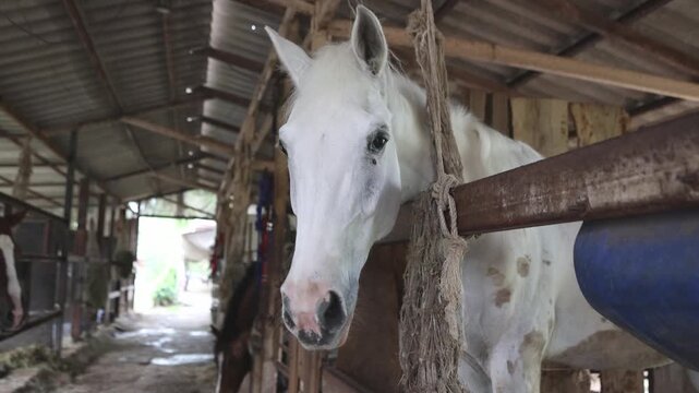 Healthy white horse on a farm stands in a fenced enclosure and defecates, indicating its good health. The manure is used as natural fertilizer.
