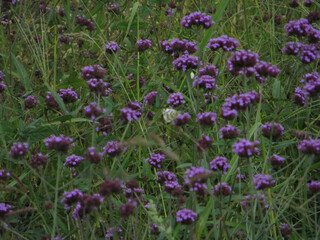 Fototapeta premium Purple Wildflowers Blooming in a Meadow