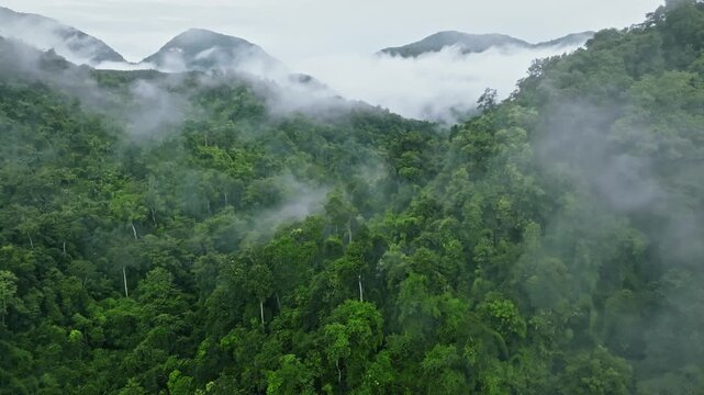 Dense green forest enveloped in thick mist