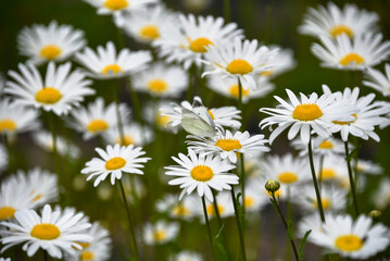 Obraz premium Butterfly and flowers, Shirakawa-go village, Takayama, Japan