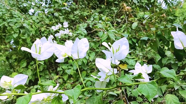 Delicate white bougainvillea flowers blooming among lush green foliage gently rustling in the peaceful spring garden wind