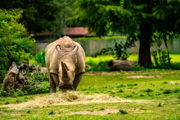 Rhino eating © Raul