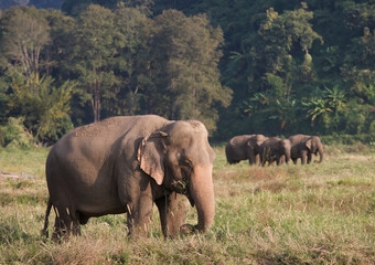 Fototapeta premium Asian elephant in Thailand
