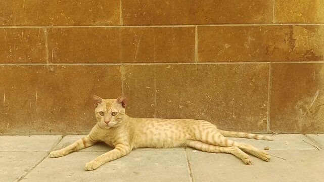 Cute light orange ginger tabby cat resting peacefully on a stone paved floor against a textured brown brick wall exterior