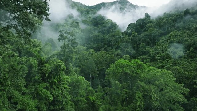 Morning mist over lush tropical rainforest