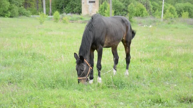 A dark brown horse with an almost black coat grazes peacefully in tall green grass on a natural meadow. 