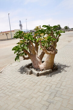 Eine sukkulente Pflanze w&auml;chst an einem gepflasterten Stra&szlig;enrand in Swakopmund in der Region Erongo, Namibia.