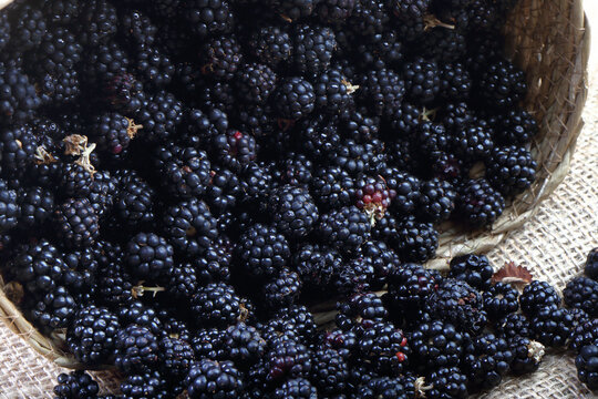 Close-up of fresh ripe blackberries spilling out of a woven basket onto a rustic burlap cloth