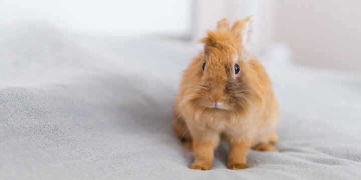 Centered portrait of a fluffy orange rabbit on a soft bed background for pet wallpaper and gentle home decor banner design