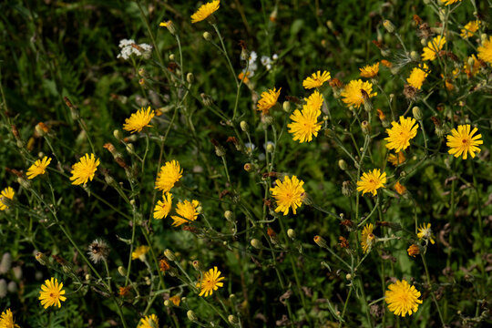Yellow wildflowers blooming in a green meadow during summer