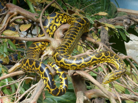 Yellow Anaconda Coiled on Tree Branches in Paraguay Wildlife Habitat