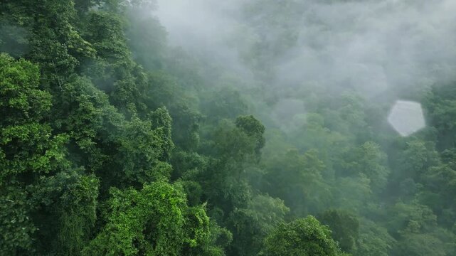 Misty Mountain Forest in Tropical Climate