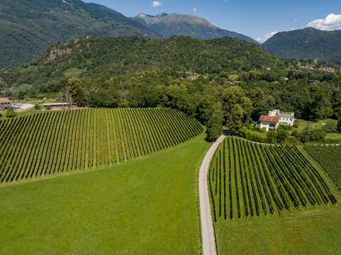 Aerial view of a lush green vineyard with neat rows of vines, a winding country road, and a residential house nestled in the landscape of Origlio, Ticino, Switzerland.