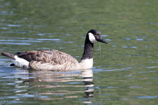 Canada goose