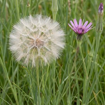 Salsify seed head with purple wildflower, fluffy dandelion clock in green meadow, botanical nature photography for environmental design