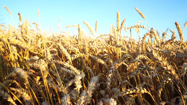 Wheat field on sunset. Farm field with rye. Crisis world&rsquo;s breadbasket. Corn and wheat harvesting. Wheat import, maize, soybeans. Grain export prices after grain deal. Ripe golden ears of wheat agains