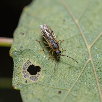Matte Painting Potato Animal. Thrips Tabaci (Tobacco Thrips) Are Pests That Affect Many Plants, Especially Cotton Seedlings. They Require Extreme Magnification For Proper Identification