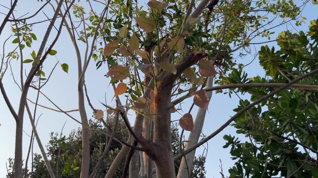 Looking up at tree branches growing outdoors under daylight