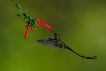 Fototapeta premium Male violet-tailed sylph drinking from Cape fuchsia