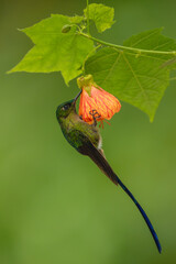 Obraz premium Male violet-tailed sylph hangs drinking from flower