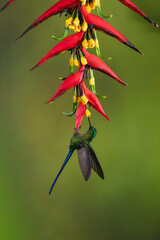 Obraz premium Male violet-tailed sylph hangs below heliconia drinking