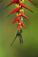 Obraz premium Male violet-tailed sylph hangs under heliconia drinking