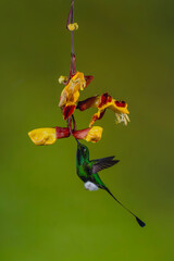 Obraz premium Male white-booted racket-tail drinking from Mysore trumpetvine