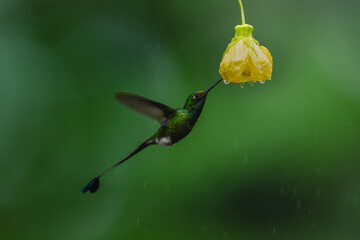 Obraz premium Male white-booted racket-tail drinking from yellow flower