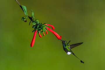Obraz premium Male white-booted racket-tail drinks from Cape fuchsia