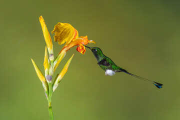 Obraz premium Male white-booted racket-tail drinks from yellow lily