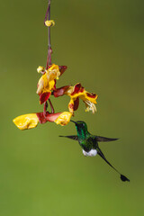 Obraz premium Male white-booted racket-tail feeding on Mysore trumpetvine