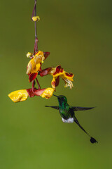 Obraz premium Male white-booted racket-tail feeding from Mysore trumpetvine