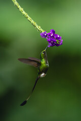 Obraz premium Male white-booted racket-tail drinks hovering under flower