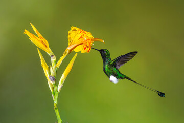 Obraz premium Male white-booted racket-tail feeding on yellow flower