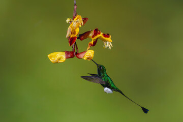 Obraz premium Male white-booted racket-tail feeds from Mysore trumpetvine