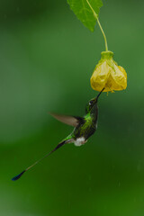 Obraz premium Male white-booted racket-tail feeds from drooping flower