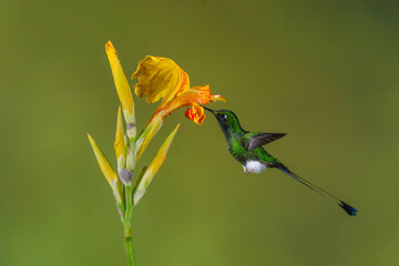 Obraz premium Male white-booted racket-tail feeds from yellow flower