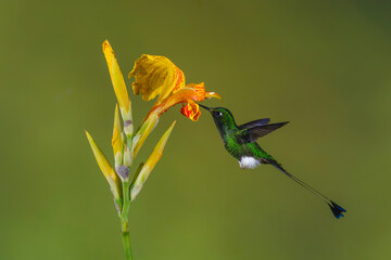 Obraz premium Male white-booted racket-tail feeds on puffball flower