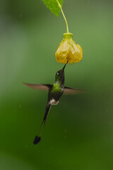 Obraz premium Male white-booted racket-tail feeds on yellow flower