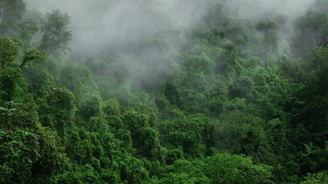 Dense tropical rainforest with morning mist