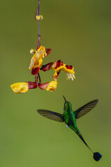 Obraz premium Male white-booted racket-tail flies under Mysore trumpetvine