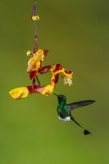 Obraz premium Male white-booted racket-tail flutters under Mysore trumpetvine