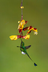 Obraz premium Male white-booted racket-tail flutters licking Mysore trumpetvine