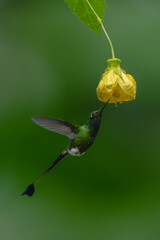 Obraz premium Male white-booted racket-tail flutters licking yellow flower