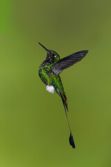 Obraz premium Male white-booted racket-tail hovers against green background