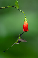 Obraz premium Male white-booted racket-tail flutters under red flower