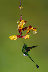 Obraz premium Male white-booted racket-tail hovers below Mysore trumpetvine