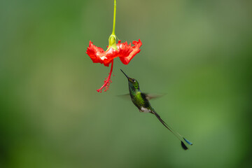 Naklejka premium Male white-booted racket-tail hovers below red flower